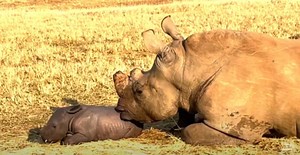 WATCH: Incredible footage of rhino calf birth - FULL VIDEO