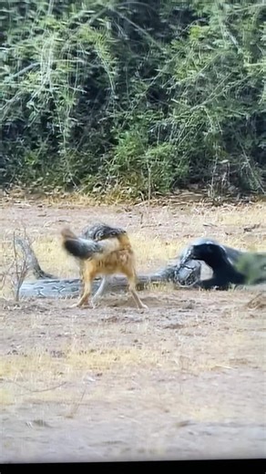 Python Vs Honey badger Vs Jackal. #wild #wildlife #wildanimals #nature #fyp #foryou