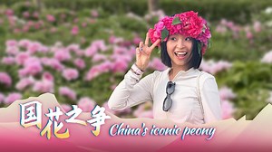 Peony: China's blossoming icon