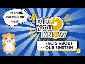 Introducing Einstein! Meet our amazing Golden Hamster | Lots of Fun Facts + Talking Bubbles!