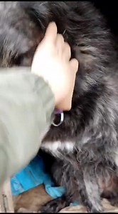 😔 GLI ULTIMI ...I DIMENTICATI...QUELLI CHE NESSUNO VUOLE: Nonna SHEILA, CIRCA 6 ANNI! DOLCISSIMA, SANA, GIA STERILIZZATA ↘️VIVEVA IN MONTAGNA E VENIVA SFAMATA DA UNA PERSONA CHE NON C'È PIU... È RIMASTA SOLA... Se NON troviamo adozione saremo costretti a rimetterla lì ....ma chi la seguirà?😭 Compatibile con tutti i suoi simili, derivato Caucaso, pesa circa 27 kili Si trova a Palermo ma arriva per adozione in tutta Italia Per informazioni scrivete whats app al 329 029 7636 | Canile Sanitario Ca