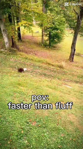 Aussie Shepherd: The Fastest Farm Dog in Action