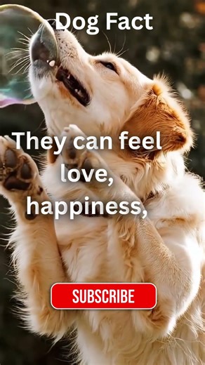 Dog facts #shortsviral