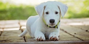 Asking the Expert: What is kennel cough?