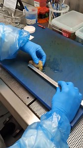 277K views · 4.7K reactions | Histopathology techniques❤️ #histopathology #lablife #microscope | Lab life | Facebook