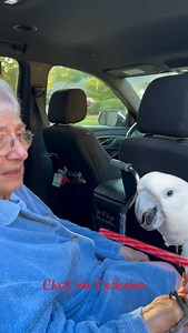 Twirling & singing a la-la-la song for my Grandma Barbara is more important than anything else! #cockatoo #parrot #twirling #singing #lalala | Chris the Cockatoo