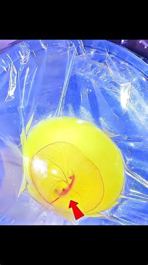 They HATCHED a Turtle WITHOUT a Shell 🤯 #shorts #turtle #egg