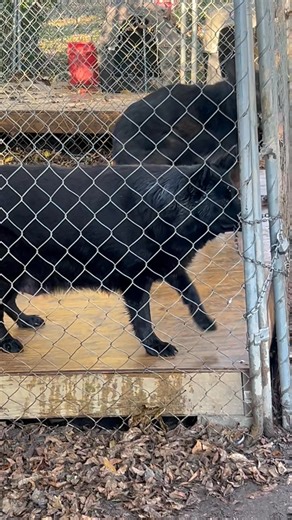 2.6K views · 11 reactions | Big Block DDR German Shepherd on Reels | Facebook