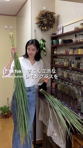 レモングラスの乾燥方法と長期保存｜家庭でできる簡単手順