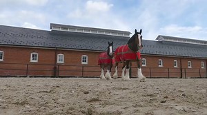 84K views · 2.2K reactions | ☮ The Budweiser Clydesdales horses spend a week in the barns of The U.S. Army ★ See fullscreen on YouTube: https://youtu.be/xjENwhFMlSE ╰▶ ORIGINAL VIDEO PAGE ® Copyright 3d U.S. Infantry Regiment (The Old Guard) https://www.facebook.com/oldguard/?fref=photo | Passion Equestre | Facebook
