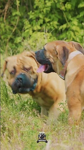Where Every Pairing Creates Top-Tier Power #boerboels #boerboelbreeders #protectiondogs