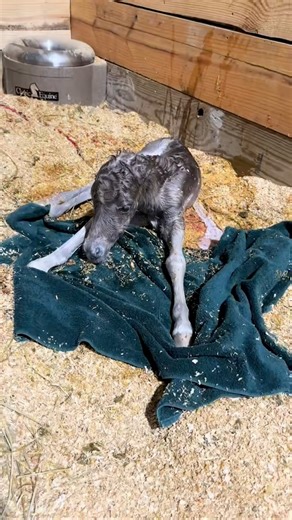 Since we are waiting on our only mini foal of the year, I thought I would share the birth of our FIRST mini foal, SQUIRT!🥹😍🐴 | Katie Van Slyke