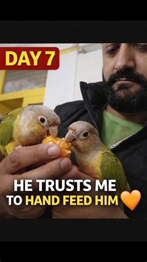 He Finally Ate From My Hand 🥹🐦Day 7 Conure Trust Journey #shorts #shortsfeed #shortsfeed #viralvideo