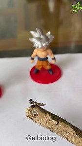 Mantis Religiosa Luchando contra…🐲 (humor insectoide) 😂 #mantis #animales #insectos #goku #dbz | El Biologo X
