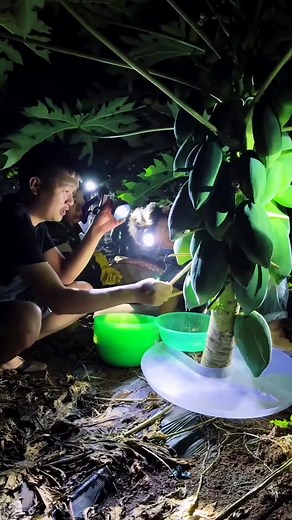 The untold science behind papaya enzyme #papaya #secret #science #plants #reelsviralシ | Lee Yumi