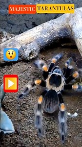 😲 🕷Deadly Precision / Tarantula Strike😲 #tarantula #epic #wildlife #youtubeshorts