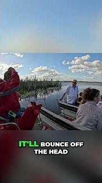 Catching Alligators: The Legal Way to Hunt #shorts