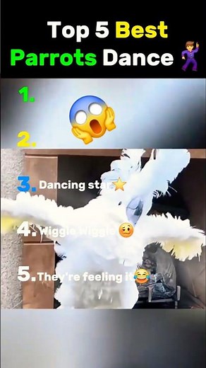 Top 5 BEST Parrots Dance 🦜#birds