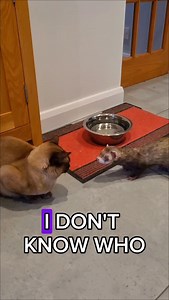 Ferret vs Cat evil masterminds | Kingsdown Ferrets