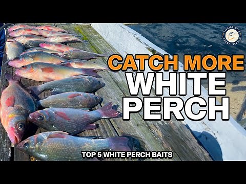 The ONLY 5 WHITE PERCH BAITS You Need To Know