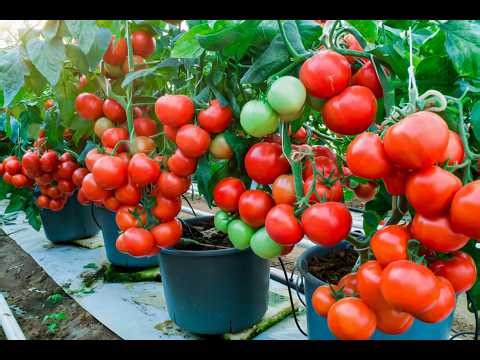 Container Farming Tips to Grow More Food in Less Space