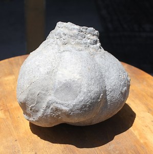 Crinoid Floater Ball Fossil: 5.65# Sea Lily Display Rock - Etsy