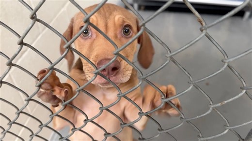 Protecting pets: Summer heat can cause heat exhaustion, burn paws