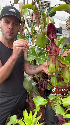 Giant Nepenthes Devours Mouse: Nature's Shocking Spectacle