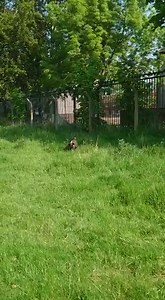 2.6K views · 60 reactions | Meet Koda Koda is looking for a very special home with experience, he thrives on attention and absolutely adores people.殺 Koda’s new home will need to continue his training in order for him to be his best self and live life to the fullest  If you can offer Koda the home he needs then please complete an application, www.dogandcatshelter.com/Koda/ | Newcastle Dog & Cat Shelter | Facebook