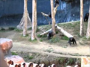 Chimp fight. Holy.