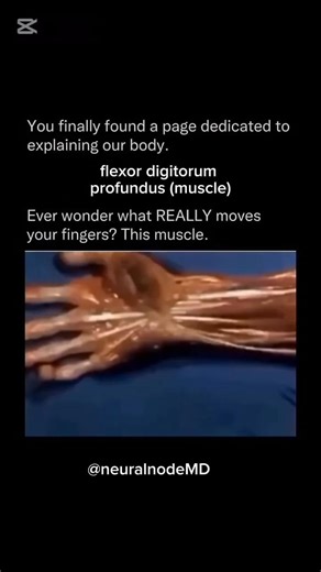 flexion of hand via flexor digitorum profundus.