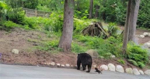 Video shows ‘brave little dog’ chasing bear out of B.C. backyard