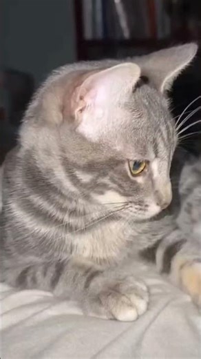 Funny boing cat video