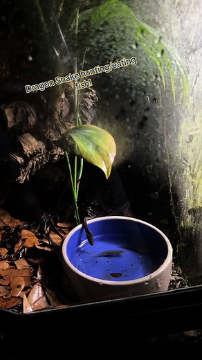 Nick Stacey on TikTok