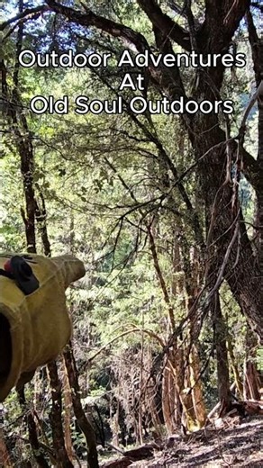Follow Me into the Spotted Owl's Lair - Subscribe! ‪@OldSoulOutdoors‬ #owl #owlsounds #hiking #hunt