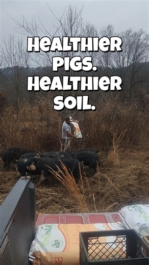 Joe Walker on Instagram: "Yes, we dump feed on the ground for our pasture-raised hogs. Pigs are natural rooters. Feeding this way reduces fighting, spreads nutrients, encourages natural behavior, and feeds the soil at the same time. Less equipment. Less stress. More regeneration."
