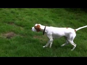 English Pointer Dog