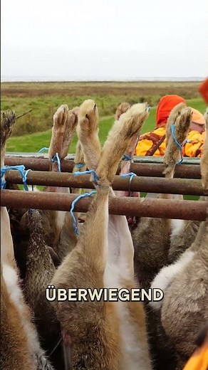 Driven hunt on the North Sea island by @jagenNRW