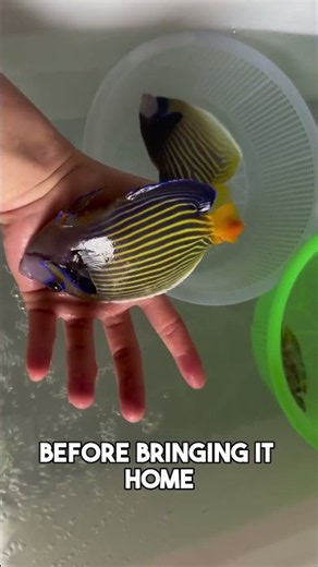 Angelfish