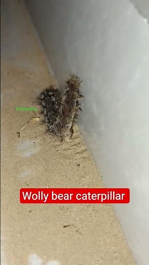 Woolly Bear Caterpillar Facts | Amazing Nature Insect