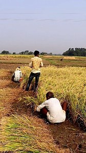 Paddy Harvesting Manually: Hi Friends, Please watch and enjoy this reel on manual harvesting of paddy by the farmers. See how efficient and skilled the farmers were. They were harvesting paddy with the help of sickle. It's always risky to harvest paddy quickly by a sickle as there may be accident of cutting fingers. But the farmers never bother about or afraid of such incidence. Factually the farmers are really efficient that they can harvest very quickly. #paddyharvesting #riceharvesting #harve