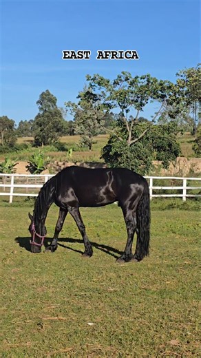 Everyday we're greatful 🙏 🙌 ✨️ , meet Marno one of our main breeding stallion in our stud ❤️. He is alright doing his "job" greatly . . . . . . . . #horse #horselovers #friesianstallion #friesianhorse #stallion #kenya #africa #villagelife | Fredrick Marwa