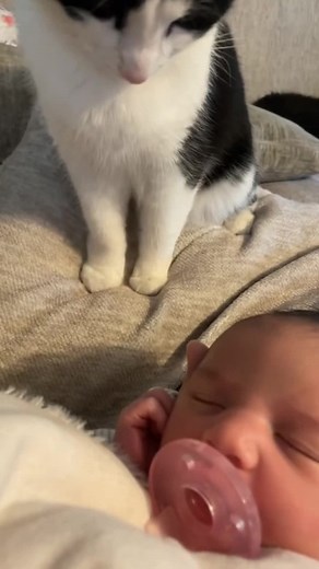 Heartwarming Moments: Kittens and Kids Playing Together