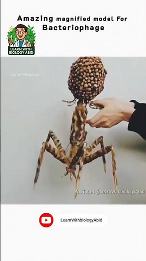 Bacteriophage Virus Model Zoomed In! #medicalshorts #youtubeshorts #ScienceModel #BacteriaVsVirus