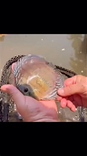 Zirve_Discus on Instagram: "#discus #discusaquarium #amazondiscus"