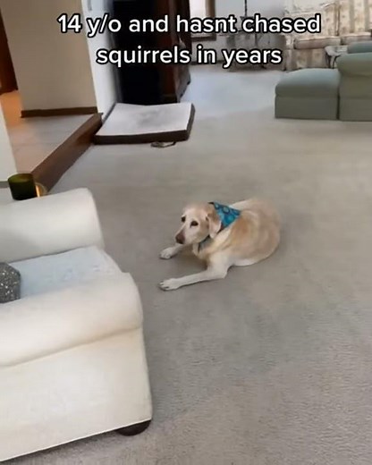 Elderly dog chases a squirrel for the first time in years!