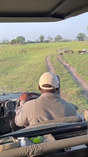 4.8K views · 143 reactions | There are only around 6,600 African painted dogs still living in the wild today, so spending time with these threatened canines is extra special. They are social hunters that rely on coordination and communication within the pack to successfully bring down prey. Watching the dogs interact is fascinating and an experience a recent group of guests at Duba Explorers Camp will not soon forget.⁣ | Great Plains Conservation | Facebook