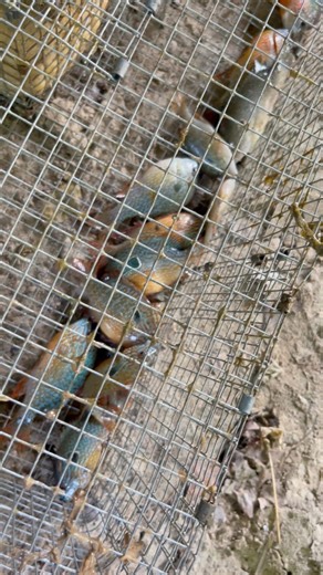 Some more good looking bait in the z trap! 💪🏾😉 #bradwrightshelterinsuranceagency #harrisonsfishery #fishingvideos #catfishing #fish #Missouri #bait #bait trap #fbreelsfypシ゚viralfbreelsfypシ゚viral #fishingcontent Eberlin Boats & Motors Harrison Fishery #bradwrightshelterinsuranceagency | Corey & Steph