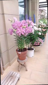 197K views · 4.8K reactions | #Amaryllis #flori #plante #gradina #flowers #nature #spring #color #fyp | Amenajari gradini | Facebook