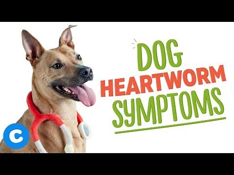 Heartworm Symptoms in Dogs | Chewy